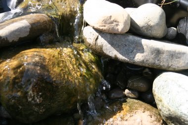 am Teich