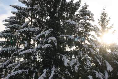 08_12_14_tannen_schnee