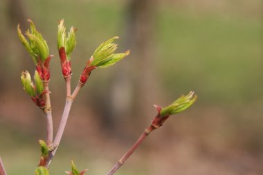 09_04_05_ahornknospen