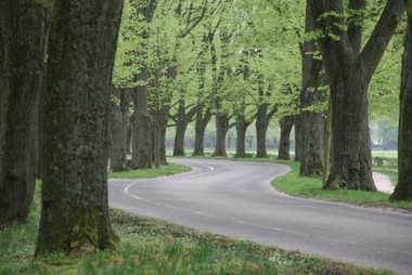 Allee