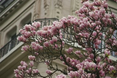 Magnolie