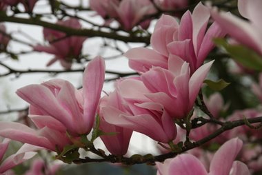 Magnolie