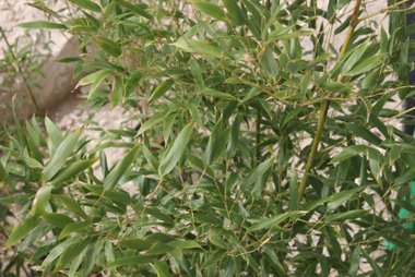 09_04_17_phyllostachus_02