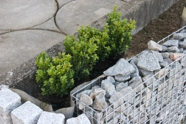 09_04_18_buxus