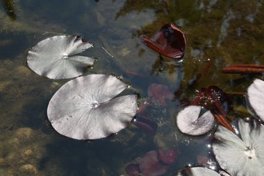 Blätter einer Teichrose