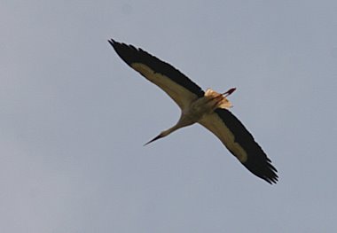 Storch