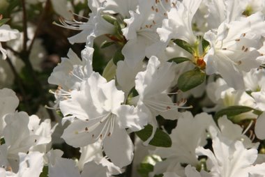 Rododendron