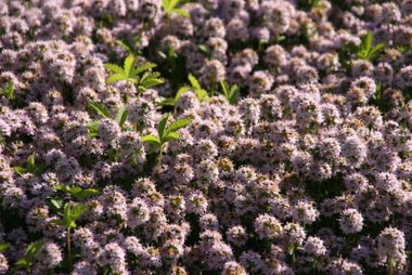 Thymian
