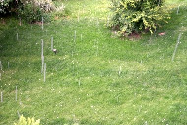 Kometenschwarm im Garten?