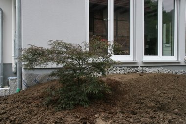 Schlitzahorn Schlitzahorn - endlich eingepflanzt