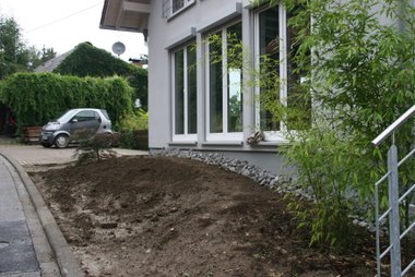 Vorgarten Ahorn gepflanzt