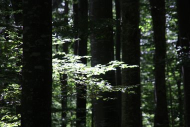unterwegs im wald