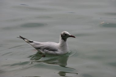 Möwe am Überlinger See