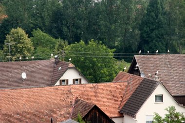 Störche Lagebesprechung in Wahlwies