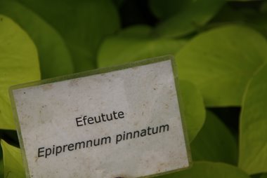 Efeutute Efeutute?