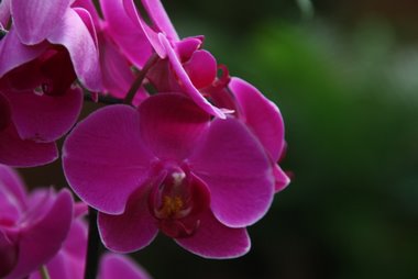 Orchidee pink