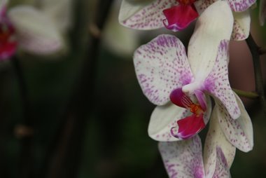 Orchidee weiß - rosa
