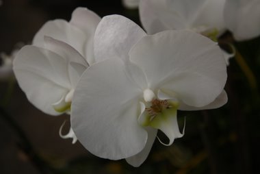 Orchidee weiß