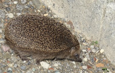 Gast im Vorgarten