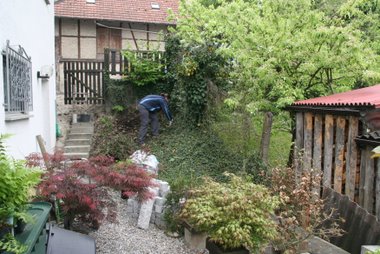 Bodendecker Bonsaigarten