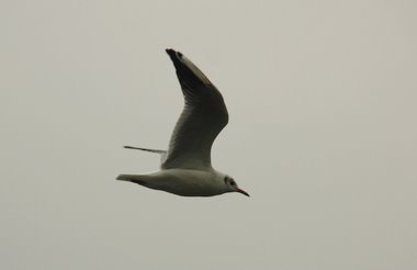 Möwe Möwe
