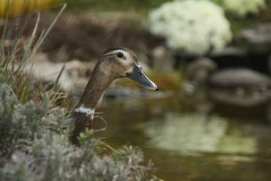 Ente