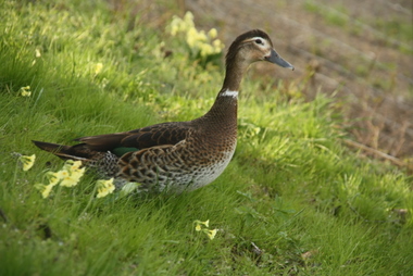 Ente