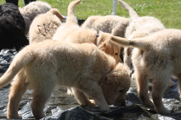 eine Menge Pfoten