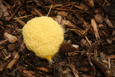 Gelbe Lohblüte
