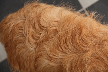 prima Locken