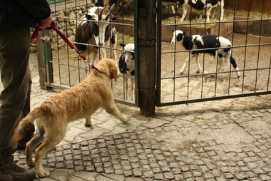 wie im Zoo