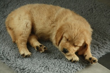 sheeba_decke.jpg