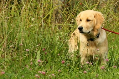 2010_09_12_sheeba.JPG