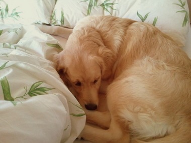 2010_09_18_Sheeba_bett.jpg