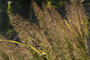 2010_09_18_herbstgraeser_01.JPG