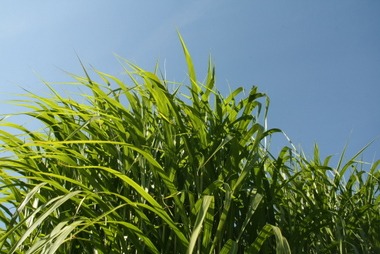 2010_09_18_miscantus.JPG