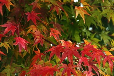 2010_10_21_ahorn_herbst.JPG