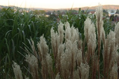 2010_10_21_grasbluete.JPG