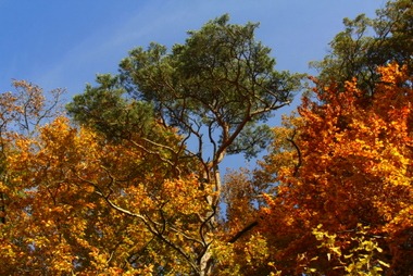 2010_10_29_herbst_02.JPG