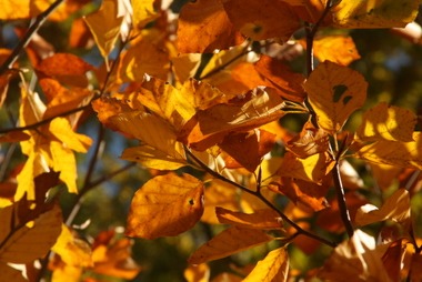 2010_10_29_herbst_03.JPG