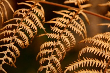 2010_10_30_herbstfarn.JPG