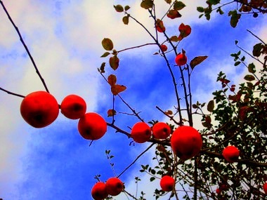 apfelbaum.JPG