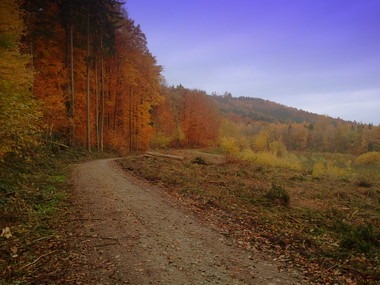 2010-11-02_wald_01.jpg
