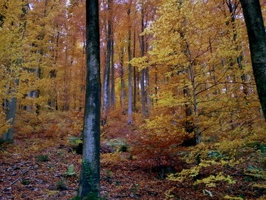2010-11-02_wald_02.jpg