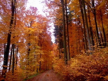 2010-11-02_wald_03.jpg