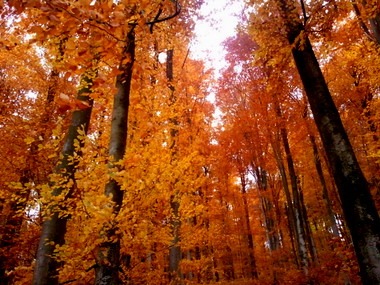 2010-11-02_wald_04.jpg