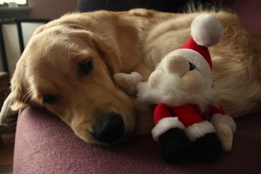 Sheeba & der Weihnachtszwerg