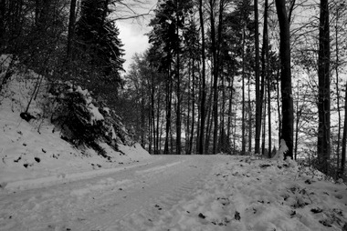 Winterwald