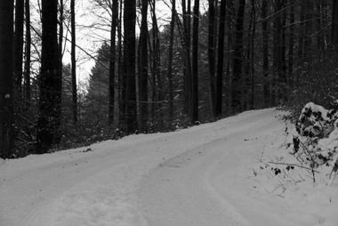 Winterwald