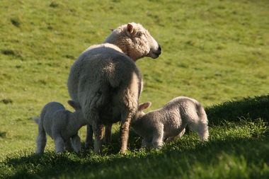 Schafe - Neuseeland